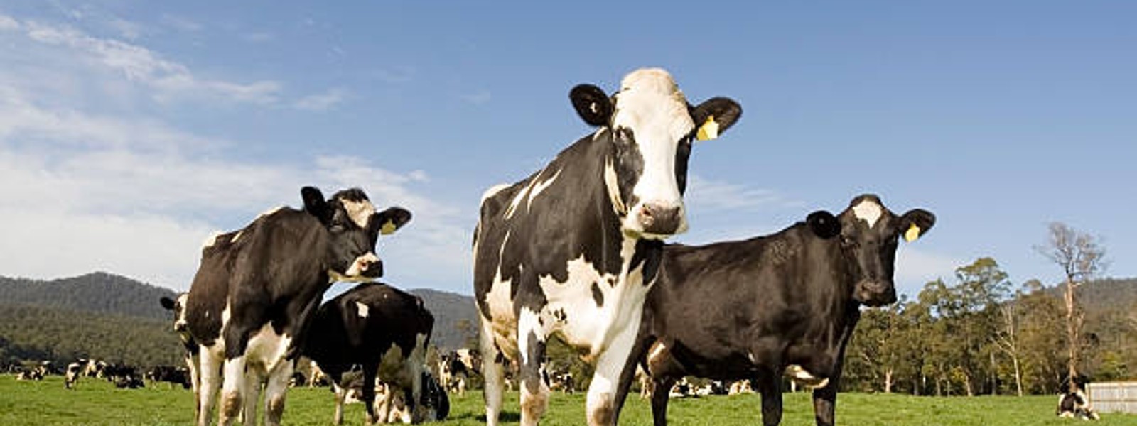Fraud in importing Aussie heifers to Sri Lanka